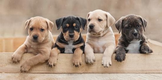 Handdoek puppies - katoen - handdoek 70x140 cm