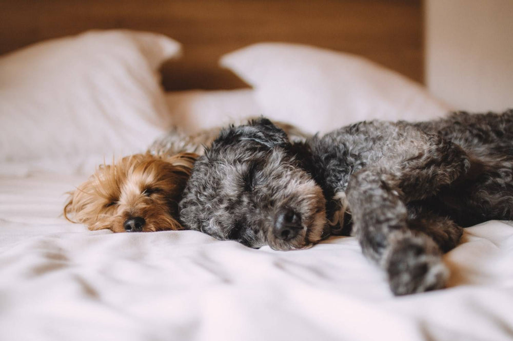 Huisdieren in bed