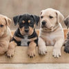 Handdoek puppies - katoen - handdoek 70x140 cm